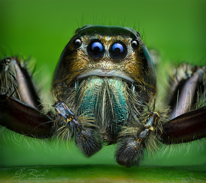 Jumping Spider Portrait - Photograph by Liza Rock