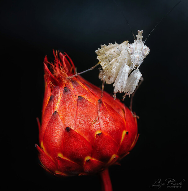 White Boxer Mantis on a flower - Photo by Liza Rock