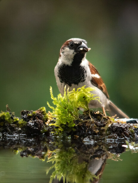 House sparrow final photo with 400mm lens