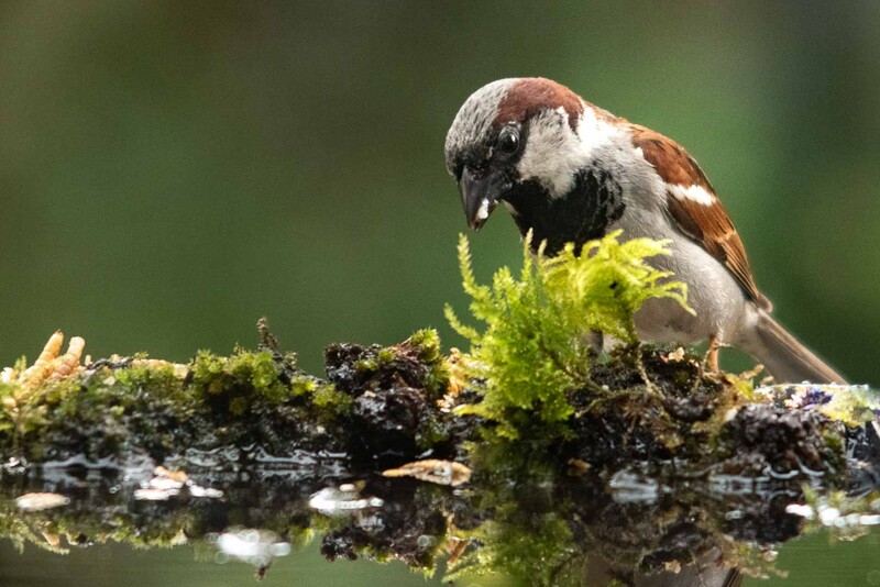 House sparrow taken at ISO2800 on Nikon D750