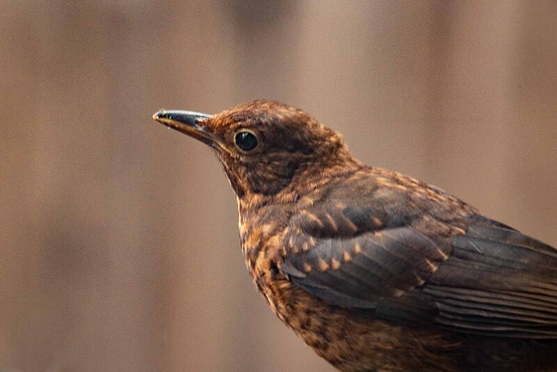 Juvenile blackbird taken with the Praotor 400mm lens