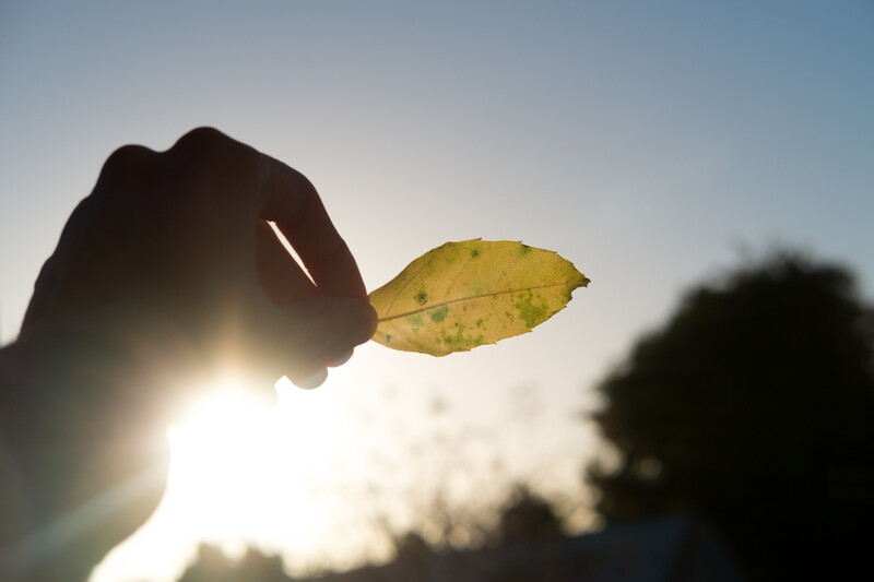 A person holding a leaf