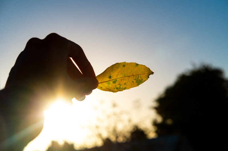 A person holding a leaf