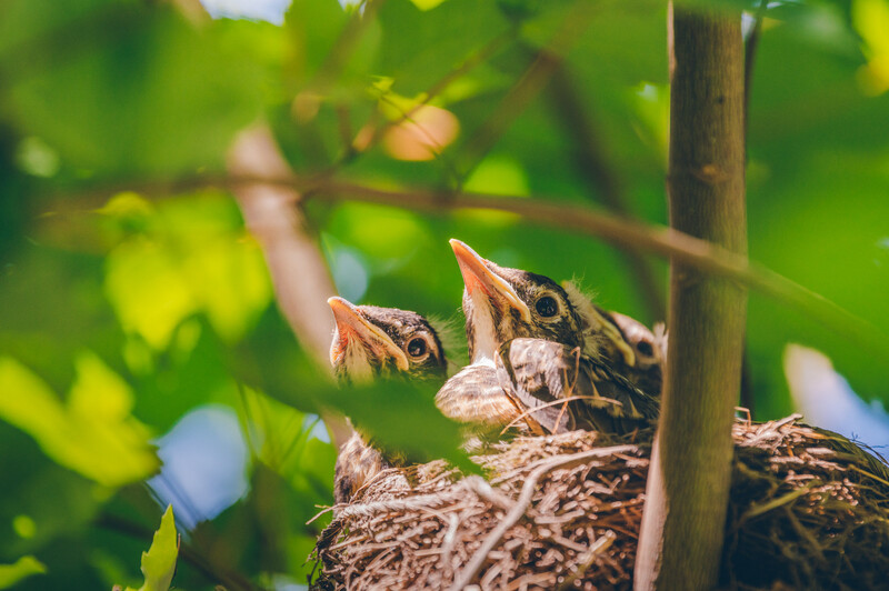 Baby robins in a nest in my yard earlier this spring. Nikon Z6 with FTZ adapter, Nikon TC-20E III 2x teleconverter, Nikon 70-200mm f/2.8e at 330mm. 1/640s, f/5.6, ISO800.