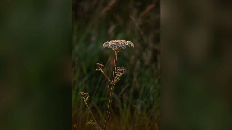 Flower photographed standing up initially