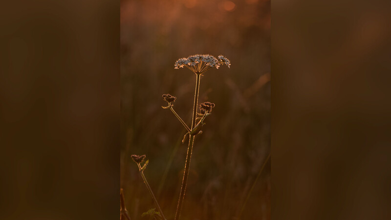 Flower photographed slightly crouched down