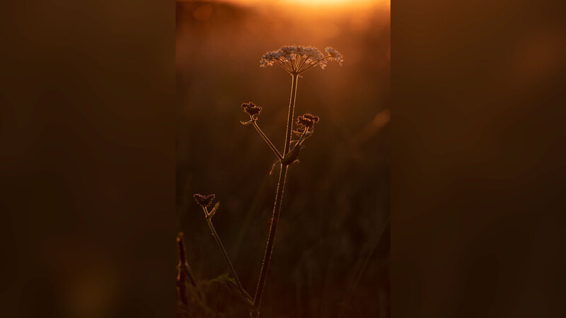 Flower photographed in near-squat position