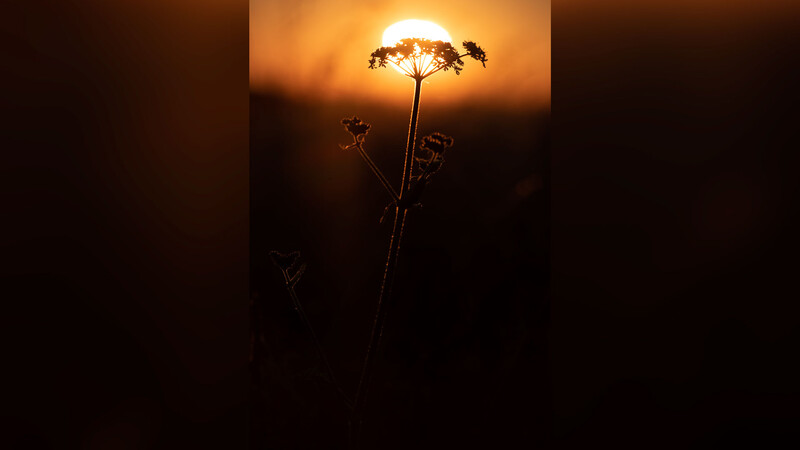 Flower photographed squat down with sun on horizon