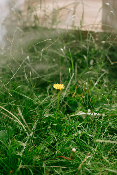 A dandelion in a garden.