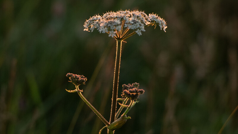 Flower photographed from six foot tall