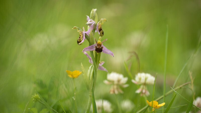 Crisp shot of a bee orchid with fast shutter speed