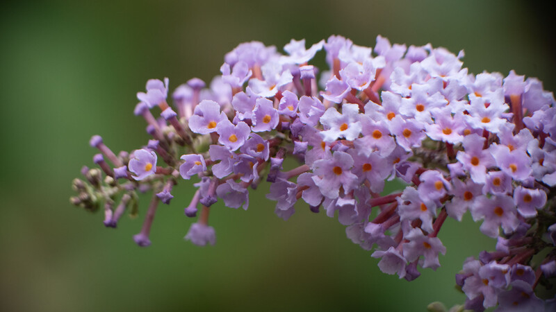 Buddleia flower macrophotograph