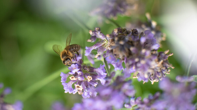 Honeybee searching for pollen on lavender