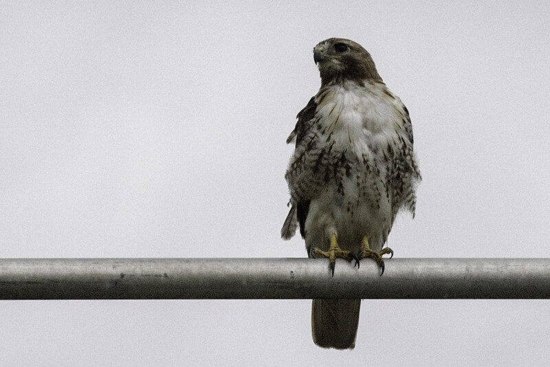 detail of a hawk, noisy image