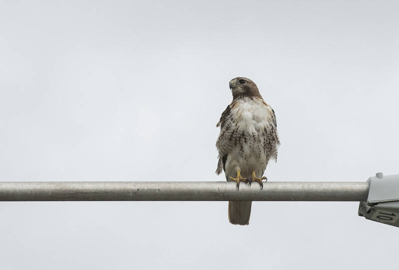 sharp image of a hawk on a lightpost