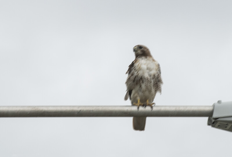 blurry image of a hawk on a lightpost