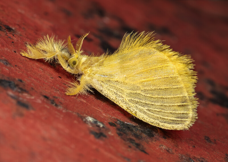Acraga Infusa moth by Andres Moline