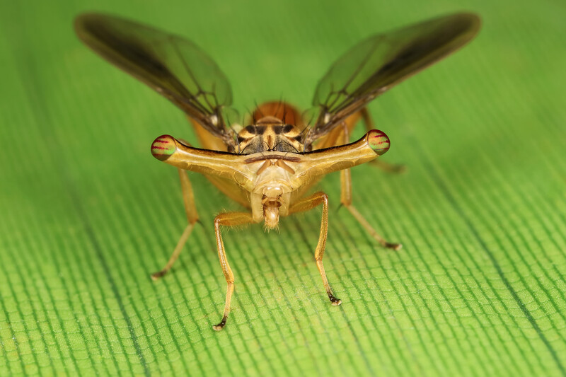 Hammer head fly by Andres Moline