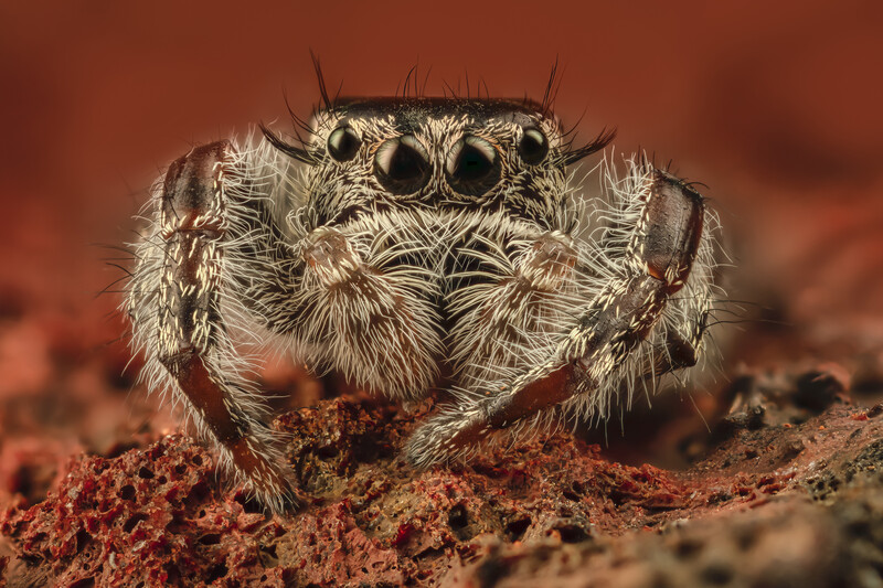 Asotus Jumping Spider by Andres Moline