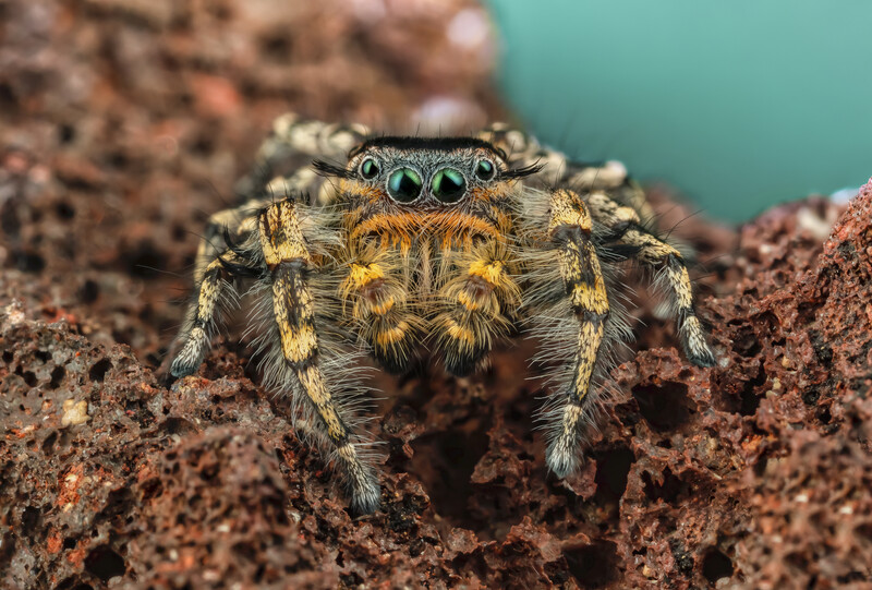 Phidippus comatus by Andres Moline