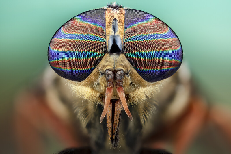 Tabanus by Andres Moline
