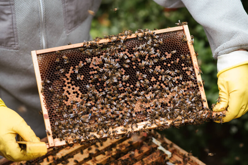 A bee keeper holding a part of a beehive.
