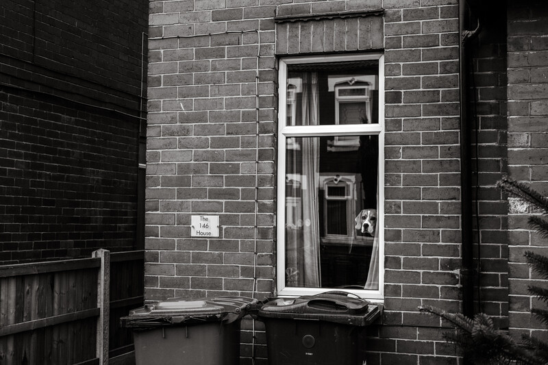 A dog looking through the living room window.