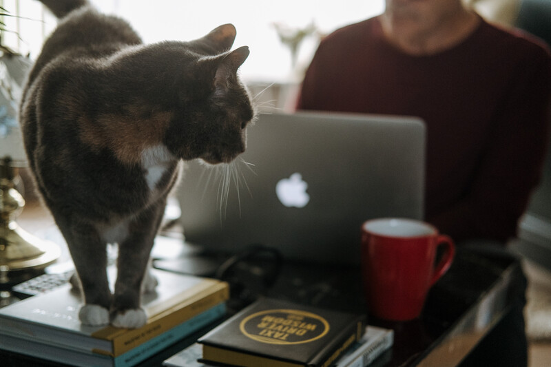 A cat on a table with a man using a laptop.