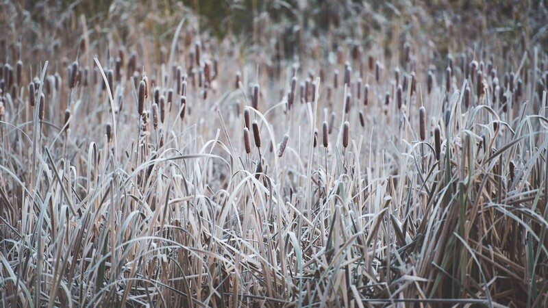 Frosty plants in sun