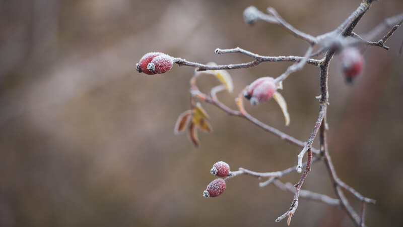 Frosty berries close-up