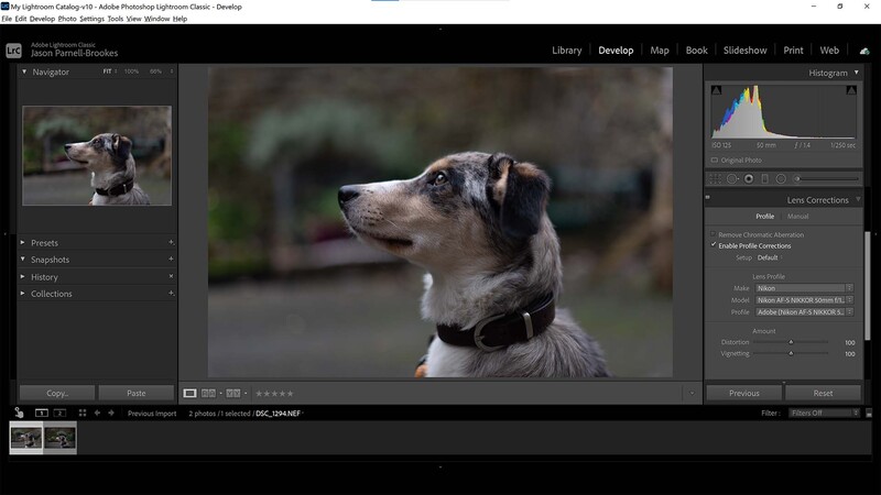 Dog portrait in Lightroom classic