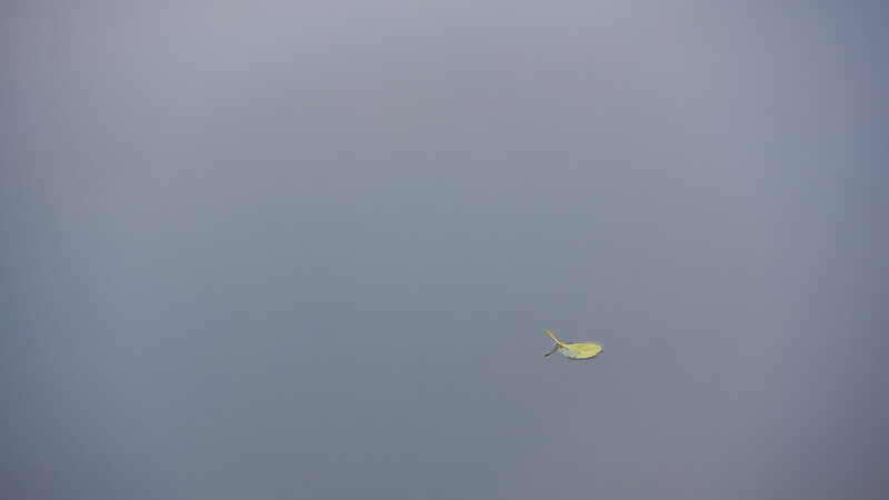 Minimalist photo of a leaf on a lake