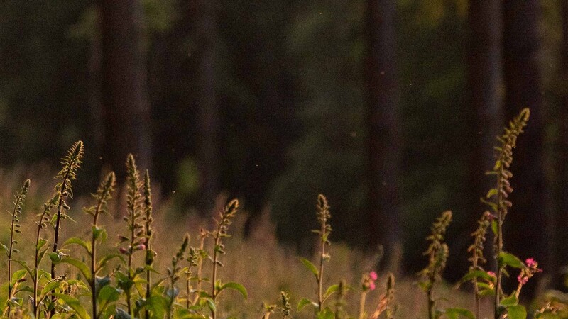 High ISO forest scene