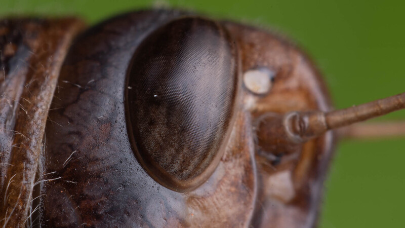 Close up of grasshopper face
