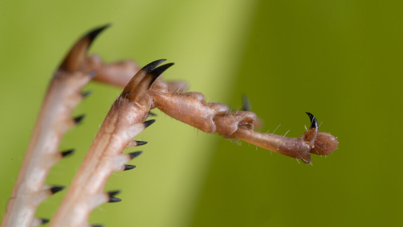Grasshopper feet macro