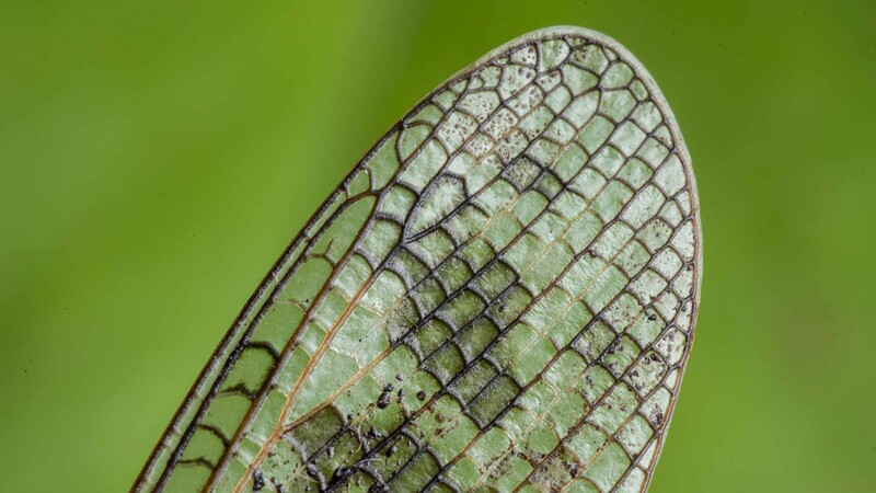 Grasshopper wing macro