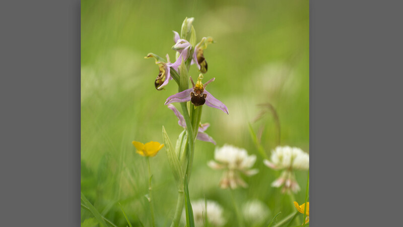 Aspect ratio example in 1:1 crop