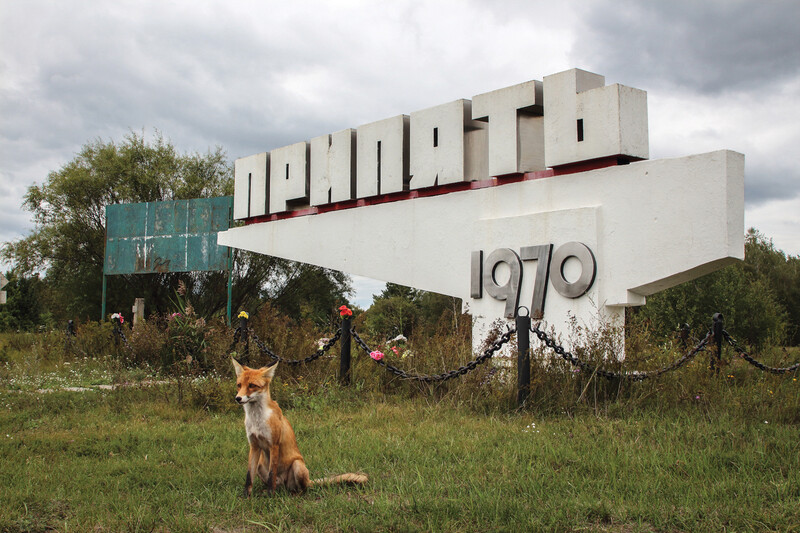 A fox. Darmon Richter