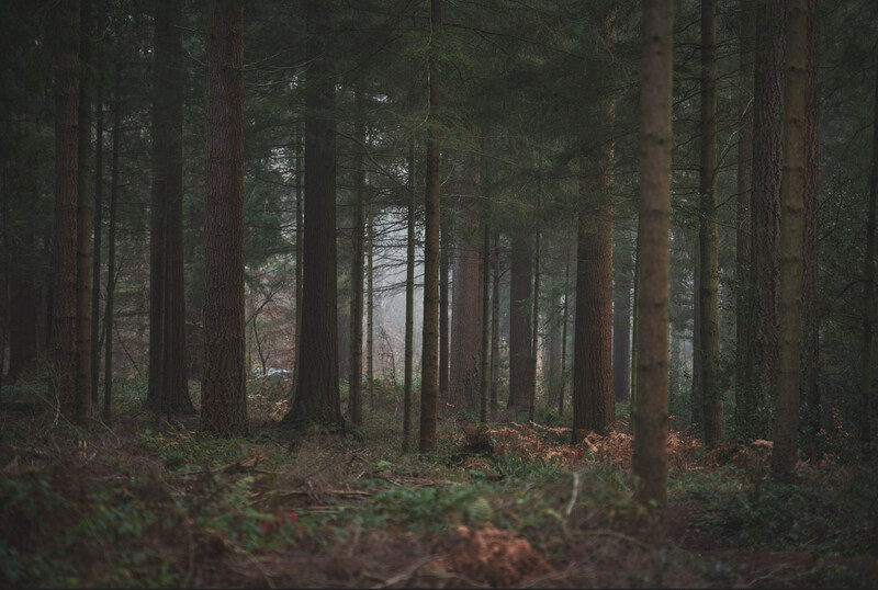 Wide shot of forest scene