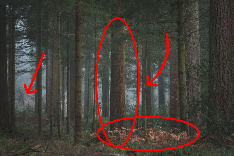 Zoomed in shot of a forest scene