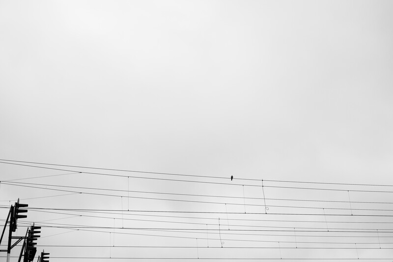 A bird sat on a telephone cable. 
