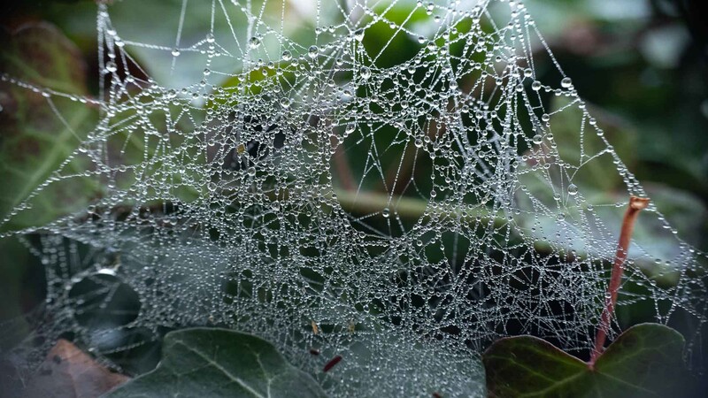 Busy background behind spiders web