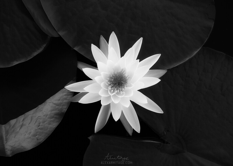 Black and White Water Lily