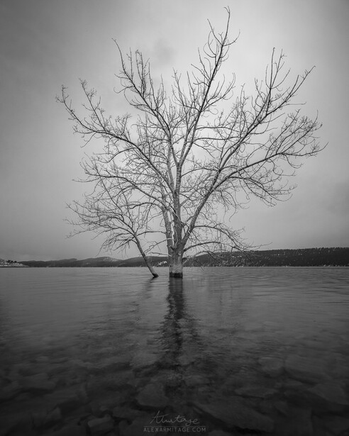 overcast black and white tree