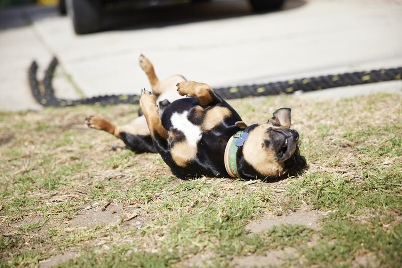 Picture of a dog shot with the Canon R5
