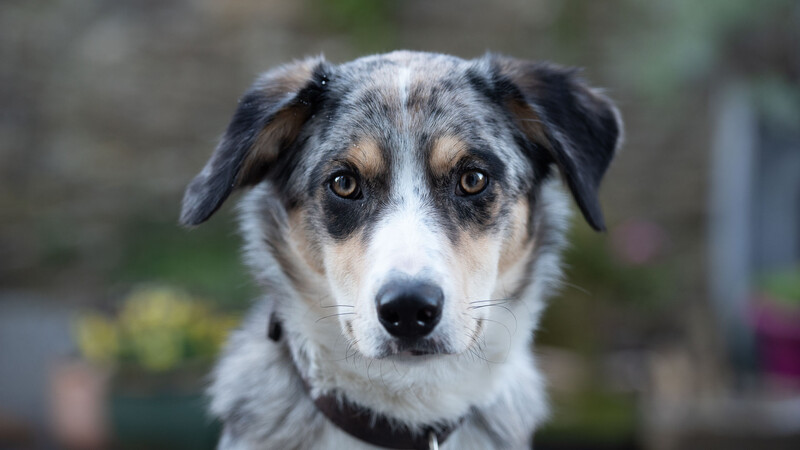 Focus on the eyes of your pet