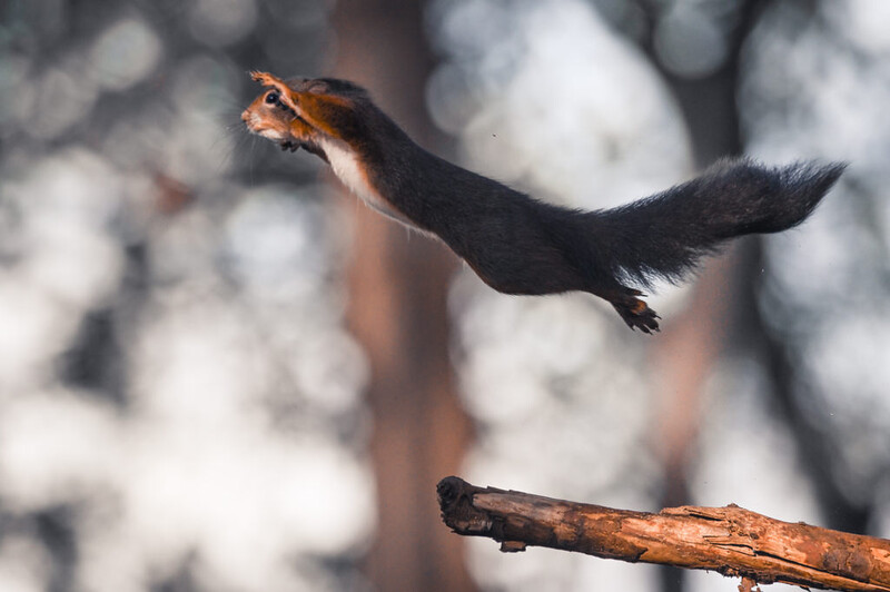 A jumping squirrel