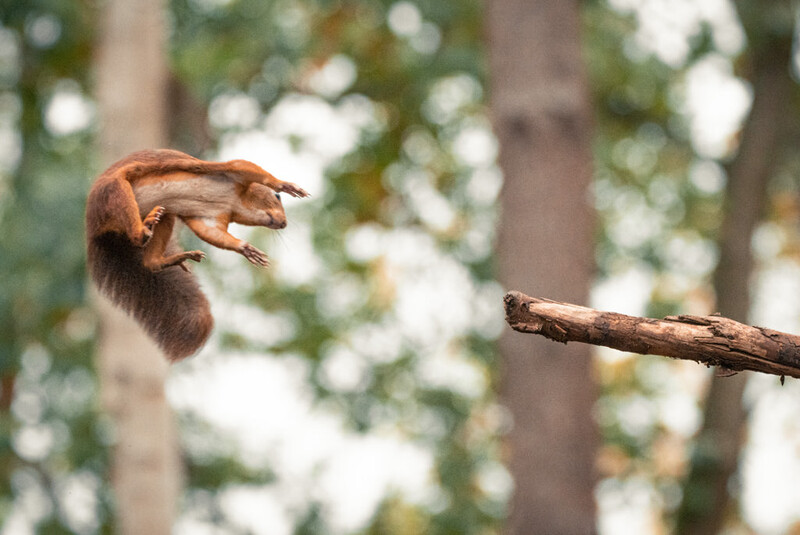 A jumping squirrel in a forest