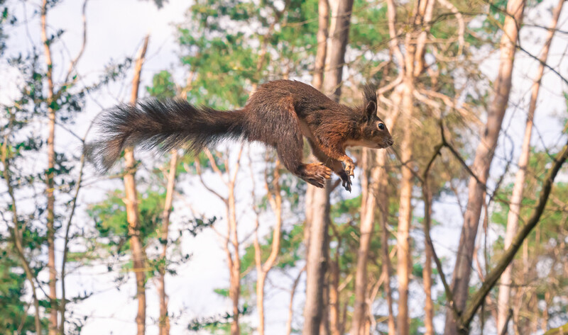 A jumping squirrel