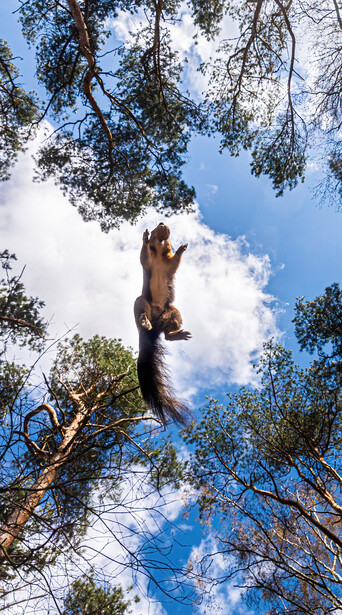A jumping squirrel in a forest